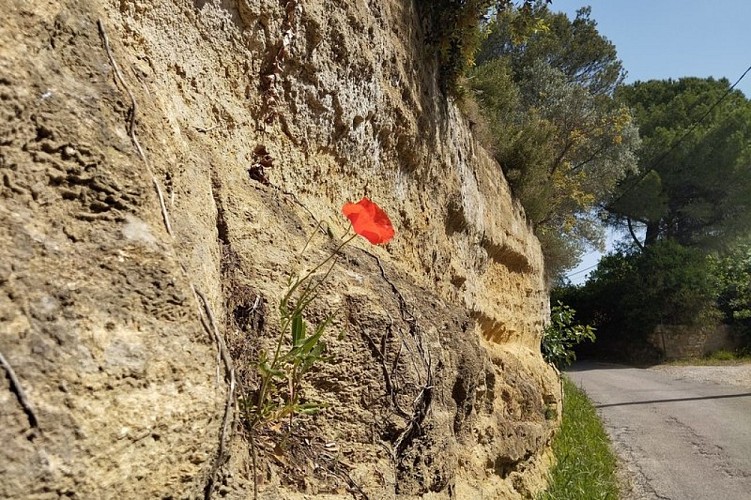 Affleurement de molasse le long du chemin