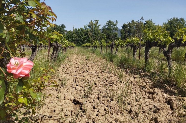 Vignes et rosier à Lourmarin