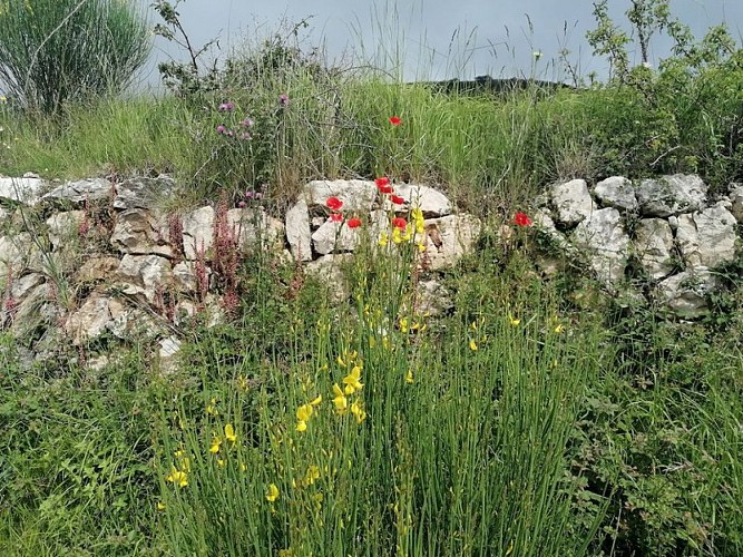 CIPIÈRES - Plateau de Calern