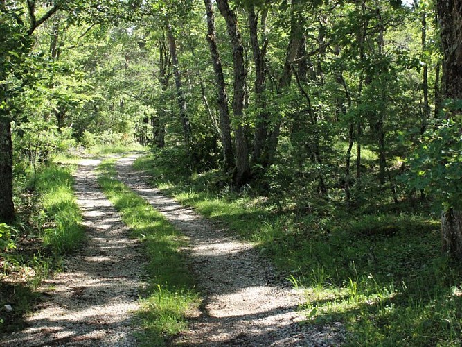 Sous bois sur le Fayet