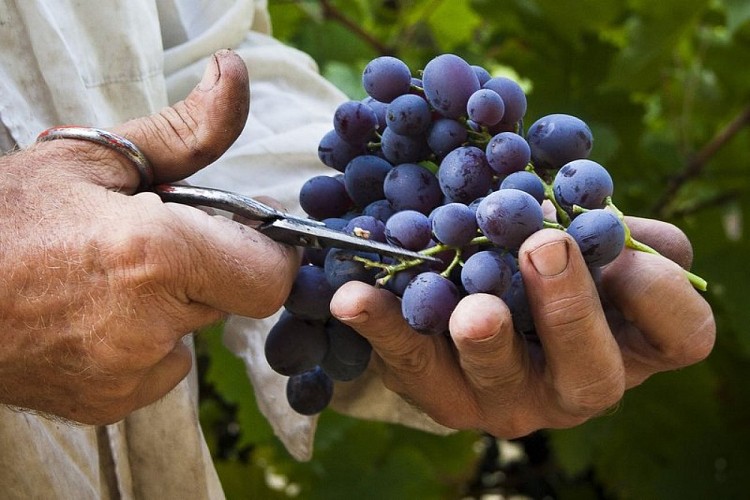 Grappe de raisin Merlot