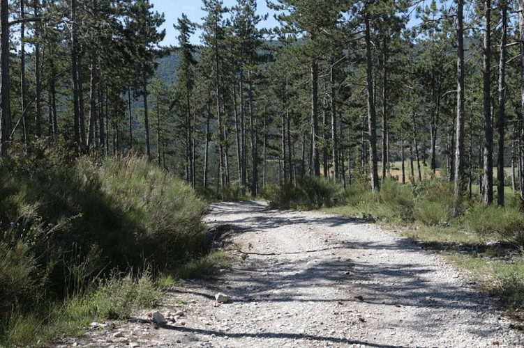 Une balade dans la forêt