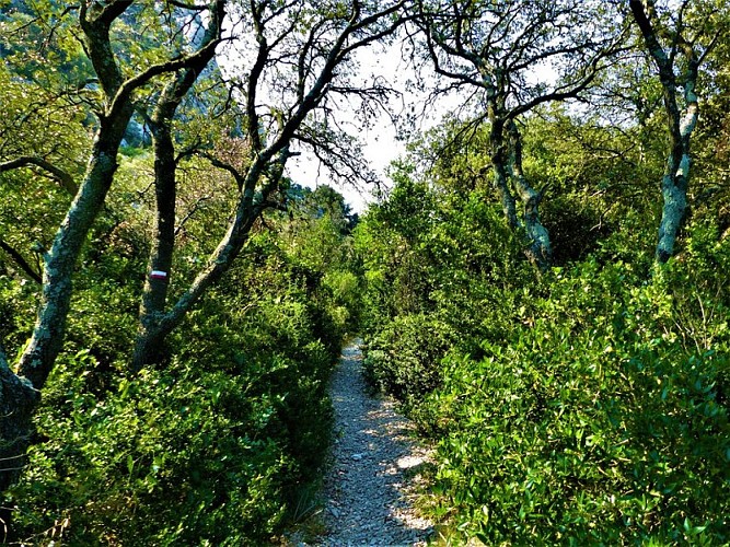 À l'ombre des chênes verts et des buis