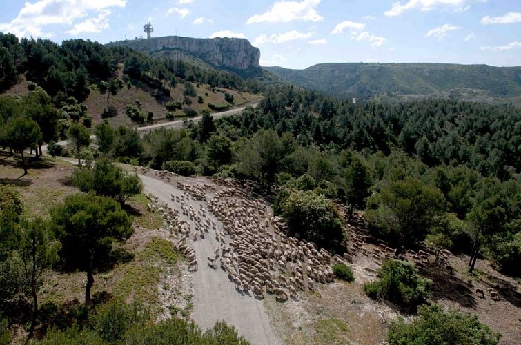 Troupeau ovin en vue de la Caume