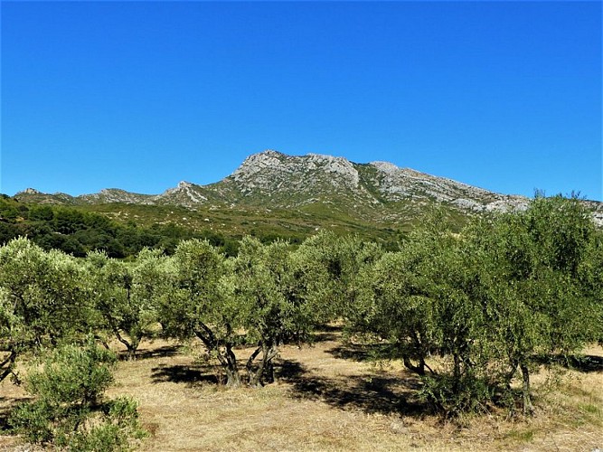 Oliveraie avec vue sur les Opies