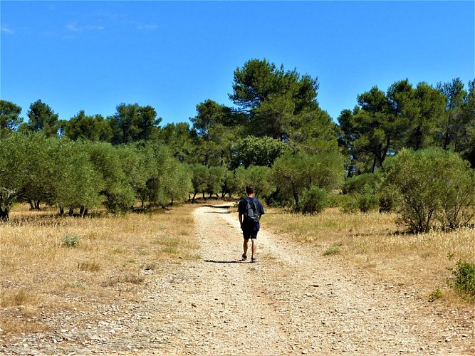 Au milieu des oliveraies