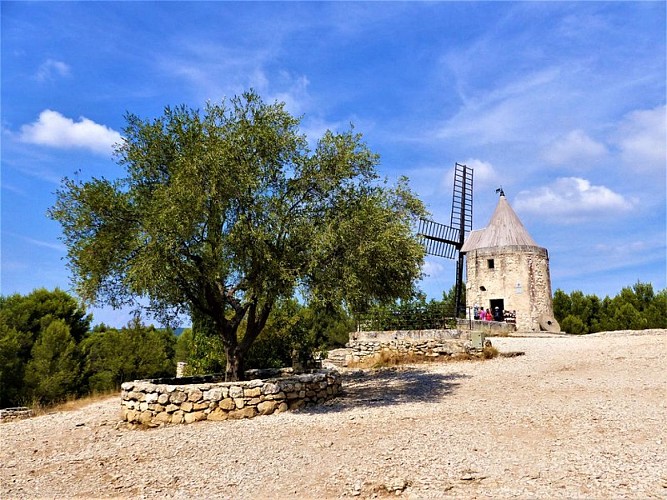 Le moulin et l'olivier