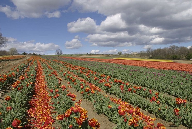 Plan des Aires tout en couleur !