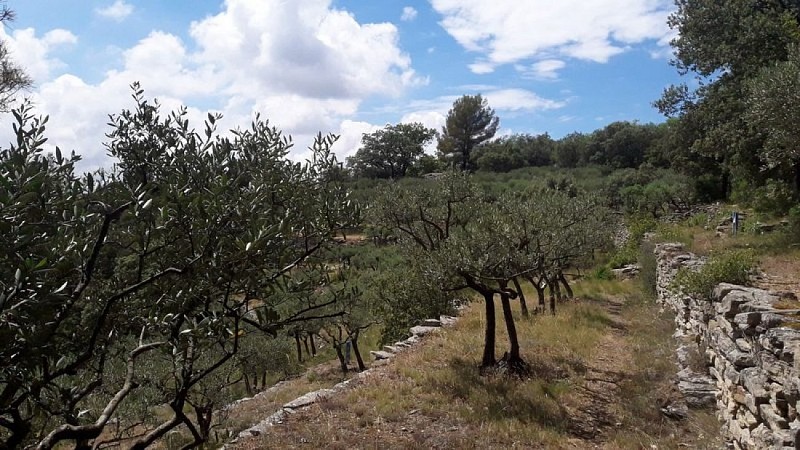 Culture en terrasse d'oliviers