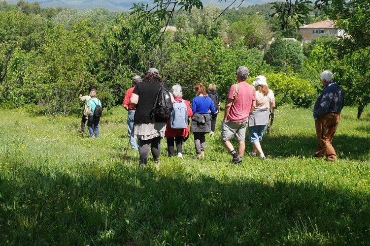 Verger villageois de Grambois