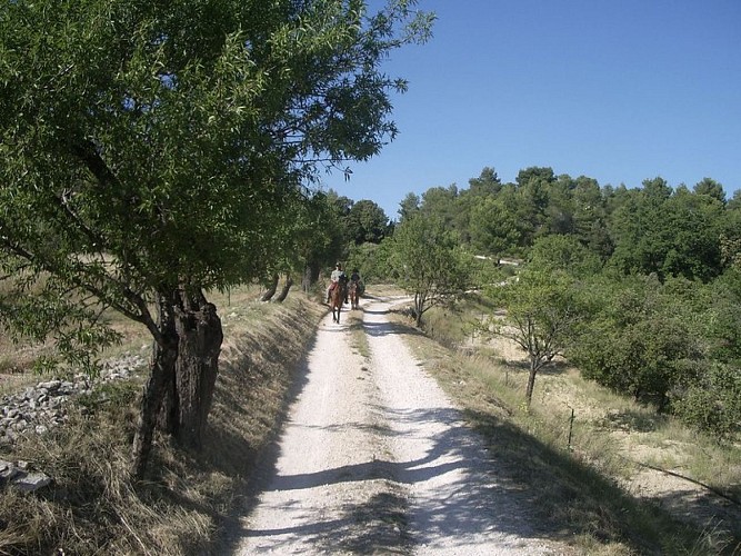 Au pas, entre verger et forêt