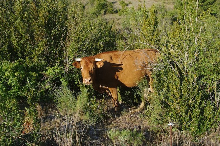 Élevage bovin de Lachau
