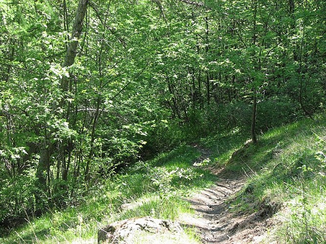 Descente dans la forêt