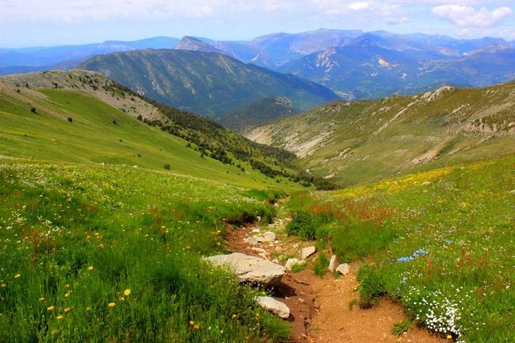 Floraison sur les alpages