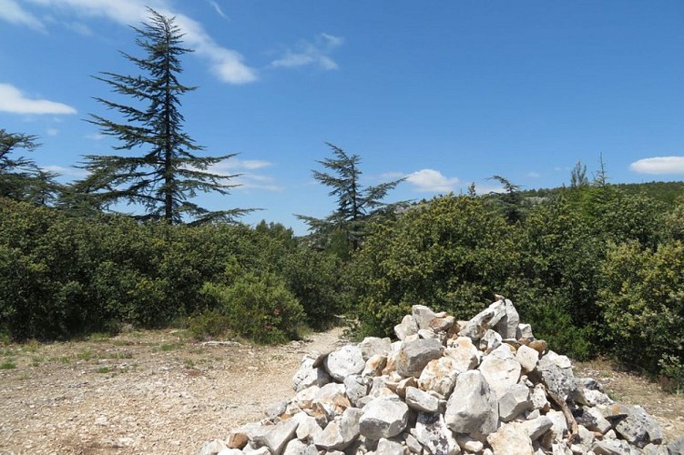 Cèdres du collet d'Esperacons