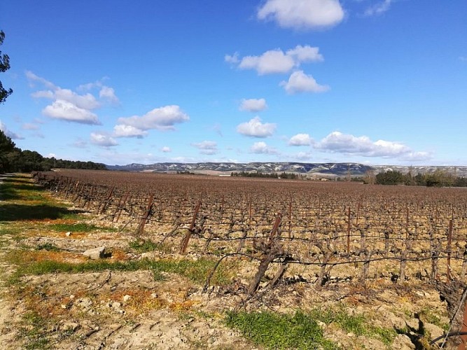 Parcelle viticole autour de Lamanon