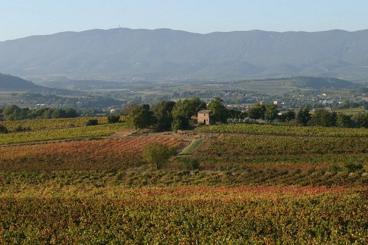 Vignes du Pays d'Aigues et Grand Luberon