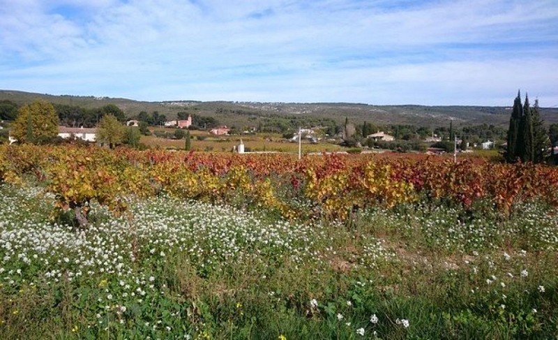 Les vignes à l'automne