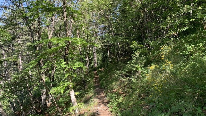 Forêt domaniale de l'Oule