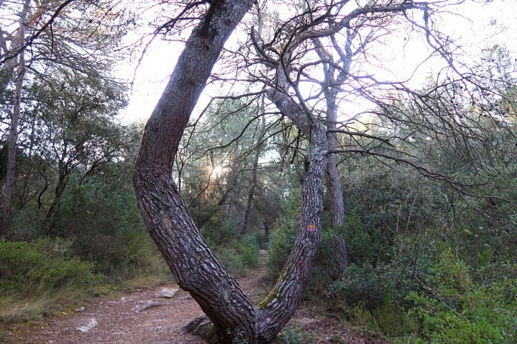 Sur le sentier botanique des Beaumettes