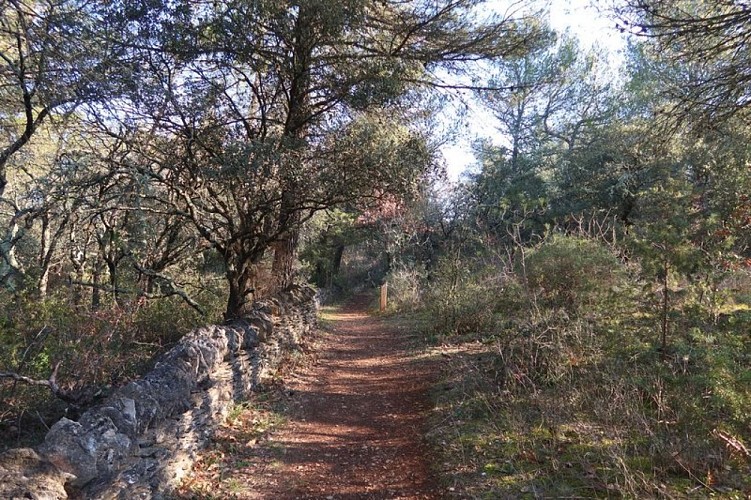 Sur le sentier botanique des Beaumettes
