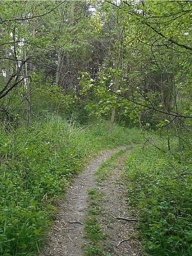 Passage en forêt
