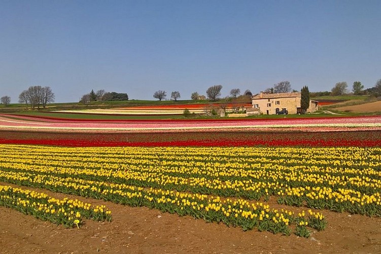 Tulipes de la plaine de Lurs