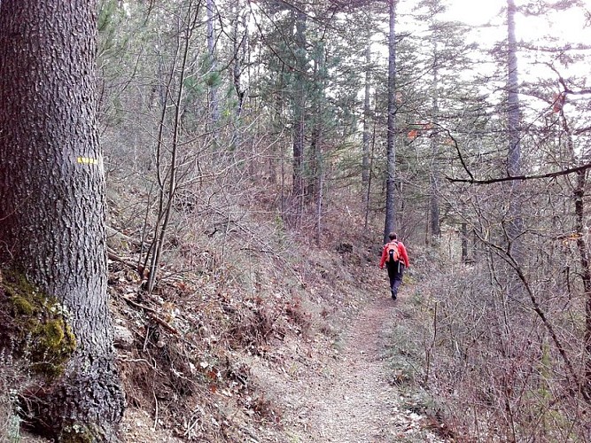 Fin d'hiver en forêt de Pélicier