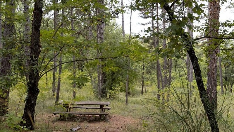 Coin détente en forêt de Pélicier