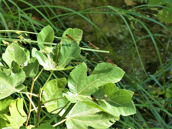 Libellules au-dessus du gaudre du Trible