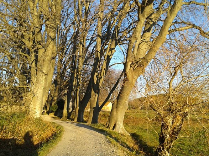 Platanes séculaires