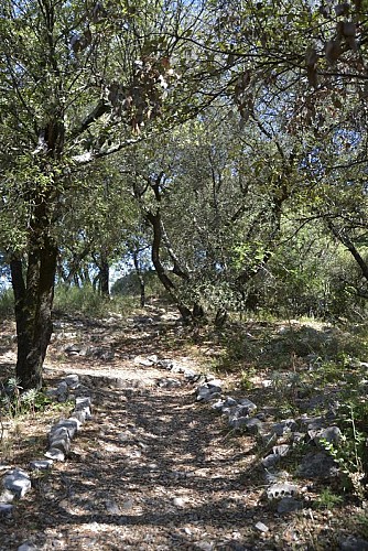 Le sentier à l'ombre des chênes