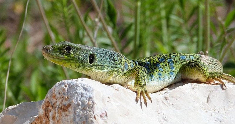 Lézard ocellé