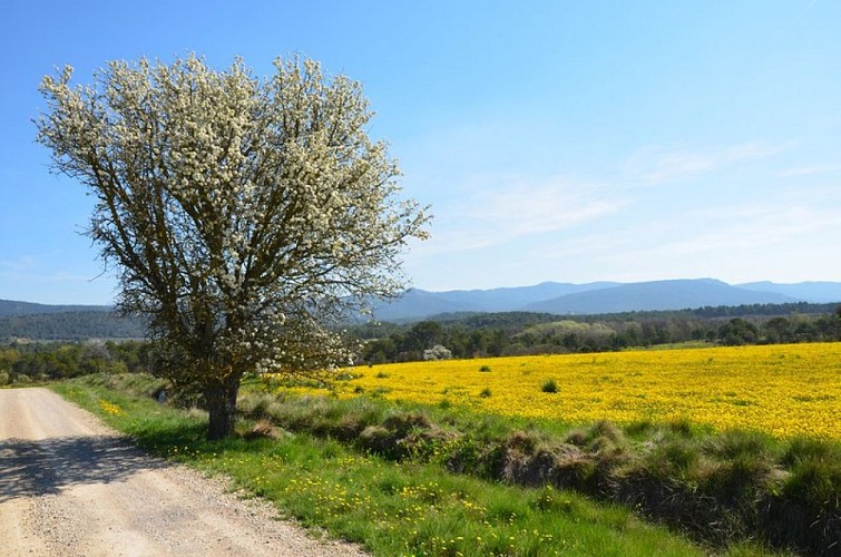 Clairières sur le chemin de Fox-Amphoux