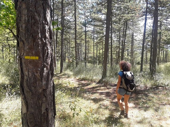 Forêt Domaniale de Montfuron