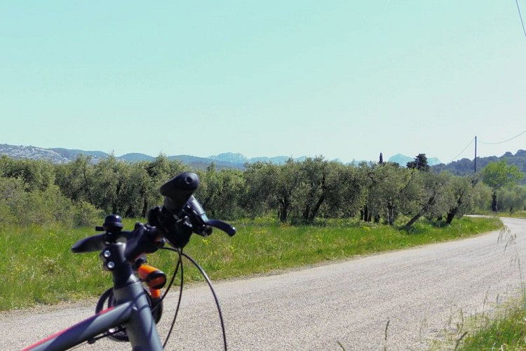 Oliveraie entre Mouriès et Aureille