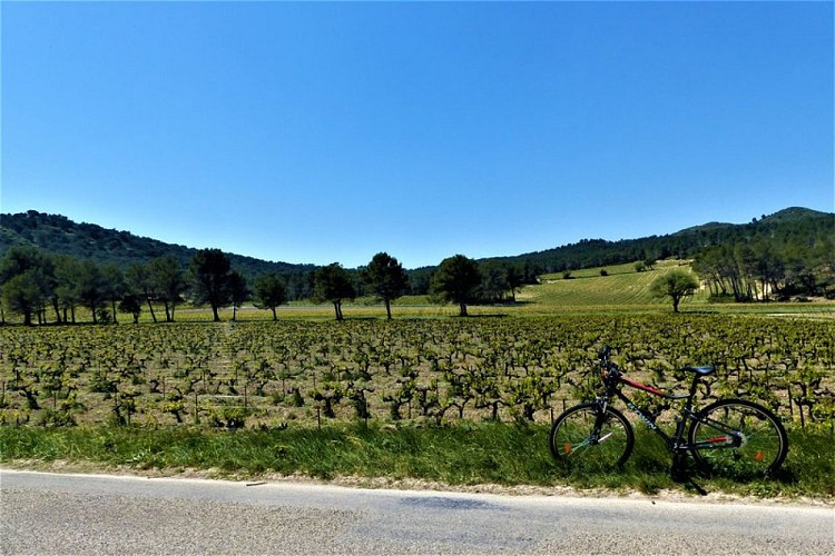 Au cœur du domaine de la Vallongue