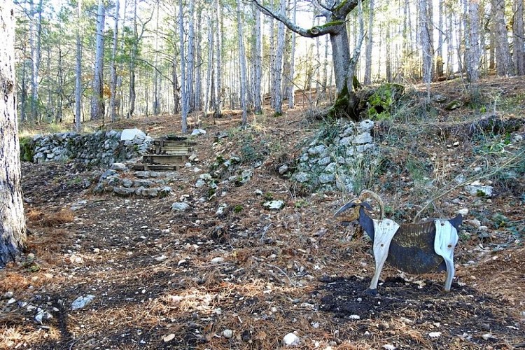 Montée dans les pins