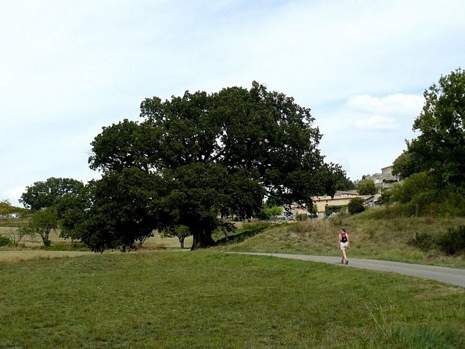 Vieux chêne sous le village de Murs