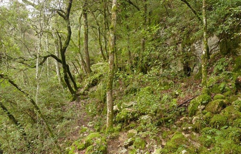 Ambiance forestière sur le sentier