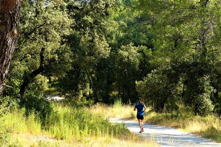 Jogging à l'ombre de la pinède