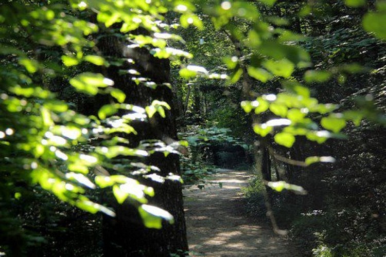 La forêt de la Sainte-Baume