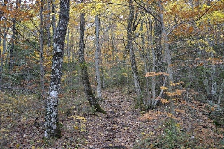 Les couleurs de l'automne du sentier Merveilleux