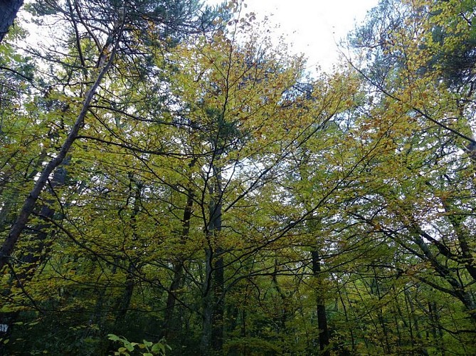 Les couleurs de l'automne du sentier Merveilleux