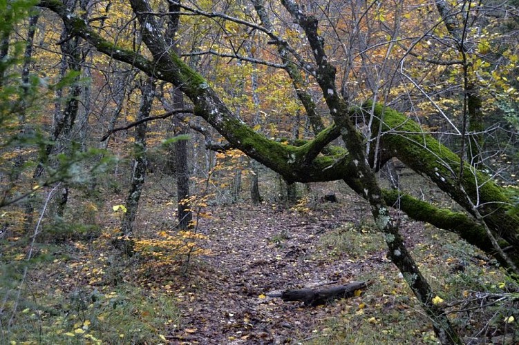 Les arbres du sentier Merveilleux