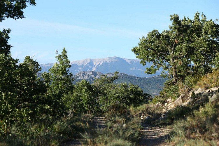 La montagne de Montlaud et le Mont Ventoux