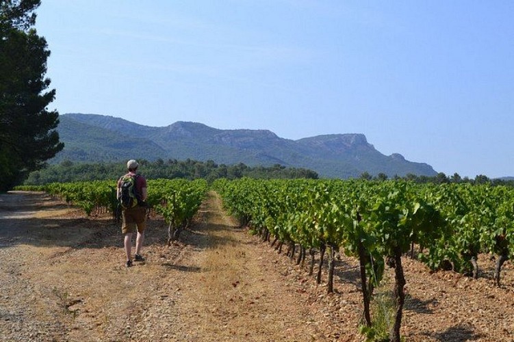 Le sentier entre les vignes au début de l'itinéraire
