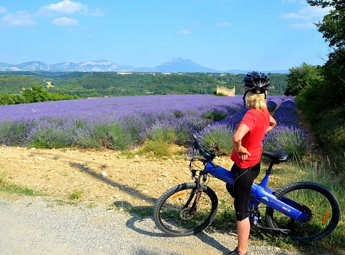 Au milieu des lavandes ....le cabanon