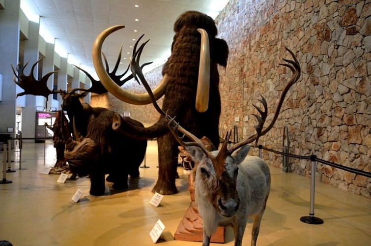Les animaux