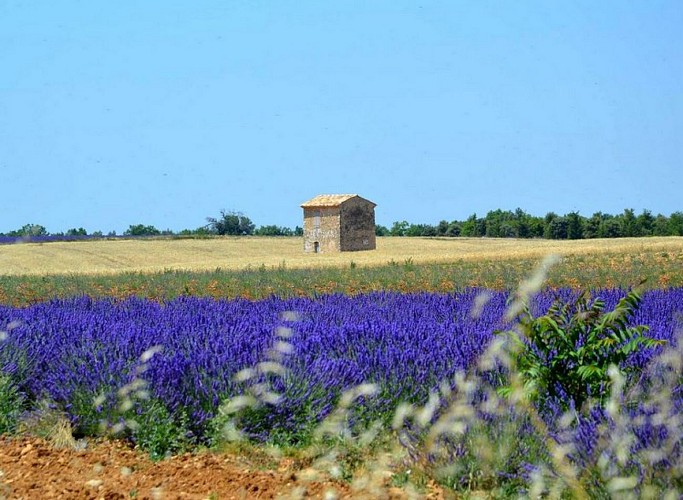 Cabanon et lavande